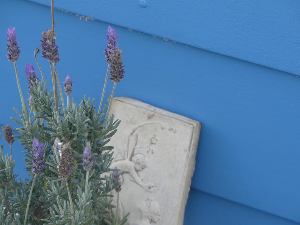 Ki Dragonfly Guesthouse Кінгскот Екстер'єр фото